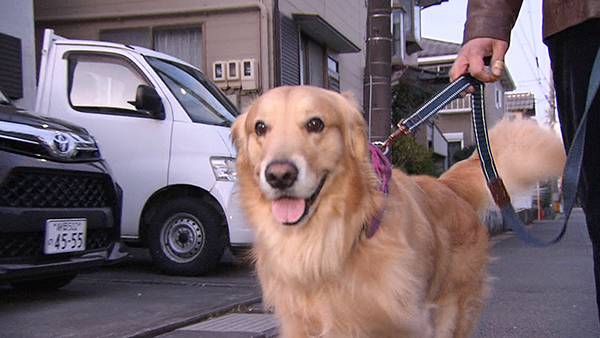 アーク きょうのわんこ 写真1