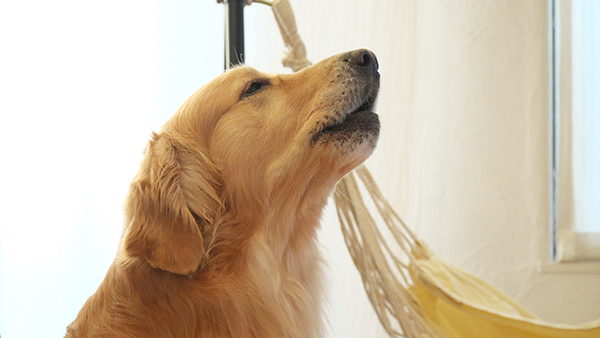 アーク きょうのわんこ 写真3