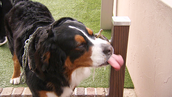 寿望（じゅの） きょうのわんこ 写真3