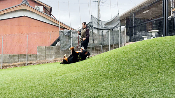 寿望（じゅの） きょうのわんこ 写真4