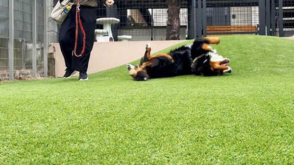 寿望（じゅの） きょうのわんこ 写真5