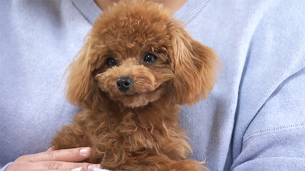 こむぎ きょうのわんこ 写真1