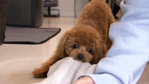 こむぎ きょうのわんこ 写真3