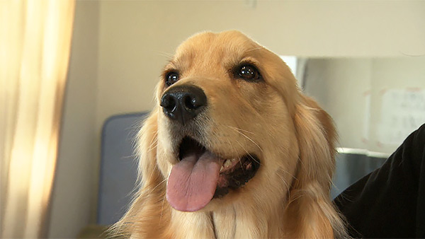 ティナ きょうのわんこ 写真1