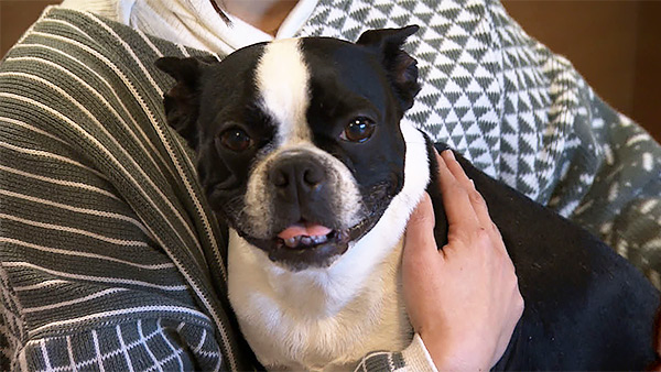 モノ きょうのわんこ 写真1