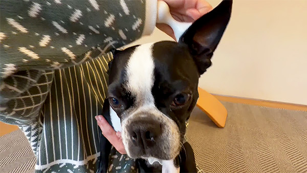 モノ きょうのわんこ 写真3