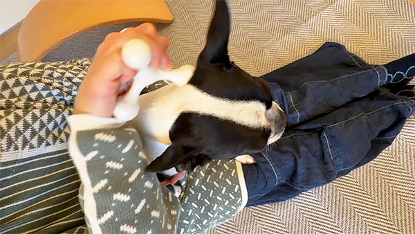 モノ きょうのわんこ 写真4