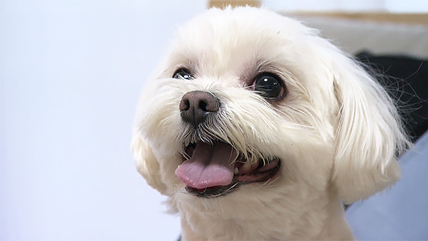 ルカ きょうのわんこ 写真1