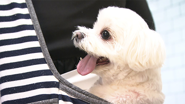 ルカ きょうのわんこ 写真5