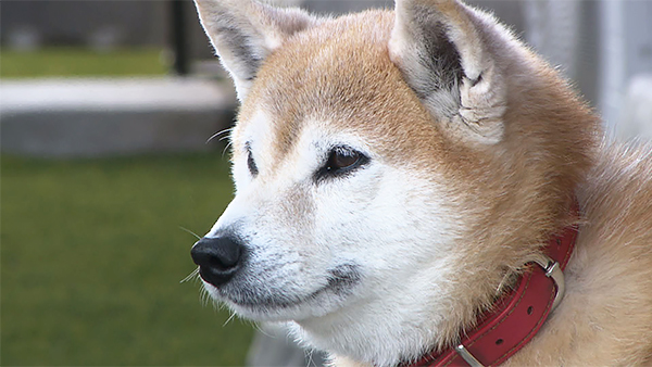 凛 きょうのわんこ 写真1