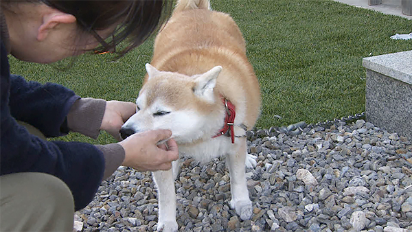 凛 きょうのわんこ 写真6