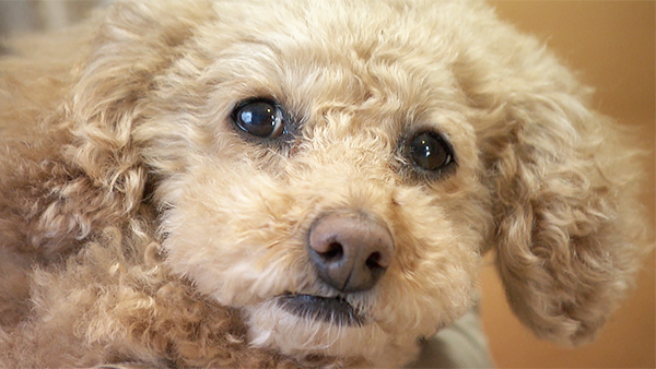 こまち きょうのわんこ 写真1