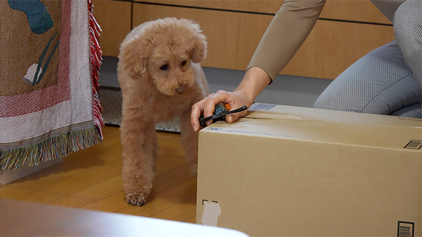 こまち きょうのわんこ 写真2