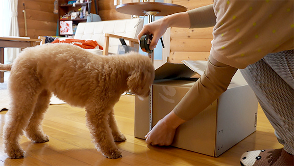 こまち きょうのわんこ 写真4