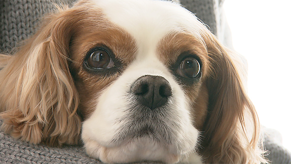 COCO きょうのわんこ 写真1