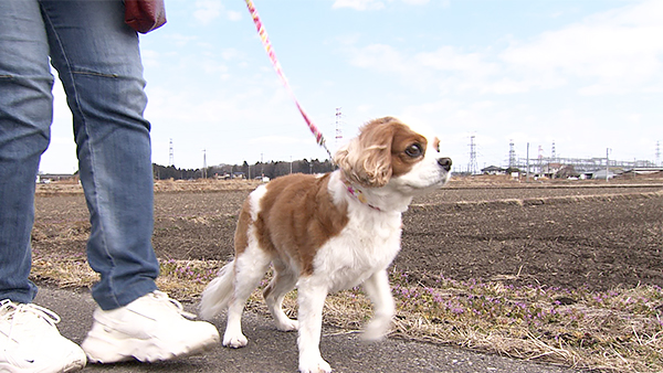 COCO きょうのわんこ 写真2
