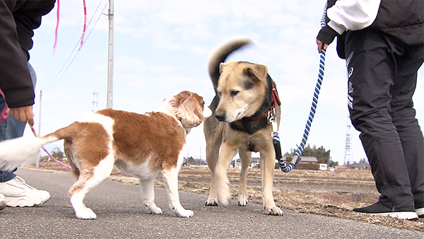 COCO きょうのわんこ 写真3