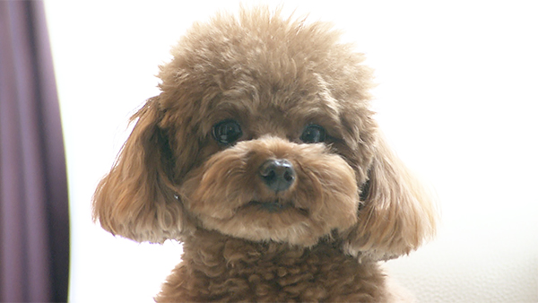 萌 きょうのわんこ 写真1