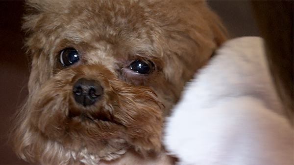 萌 きょうのわんこ 写真3