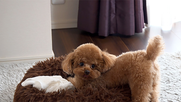 萌 きょうのわんこ 写真5