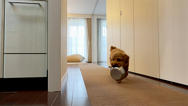 アルト きょうのわんこ 写真4