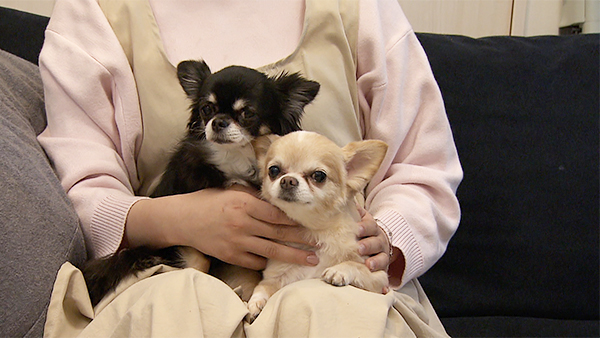 ラテ きょうのわんこ 写真1