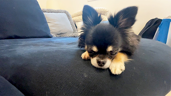 ラテ きょうのわんこ 写真4