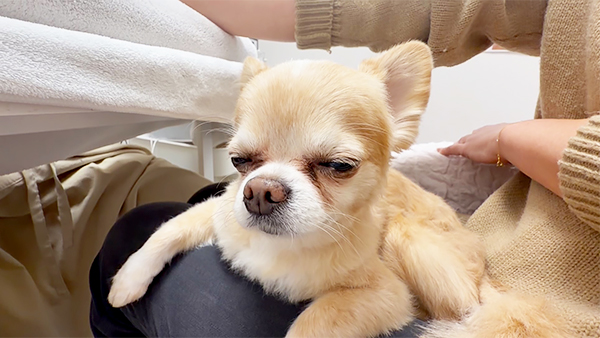 ラテ きょうのわんこ 写真5