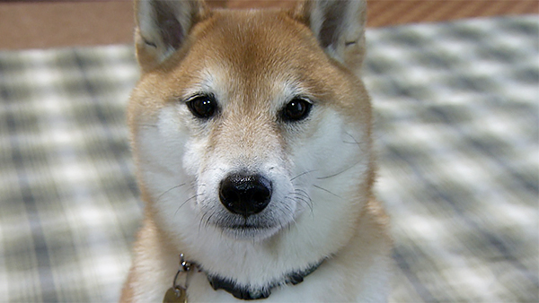 武蔵 きょうのわんこ 写真1