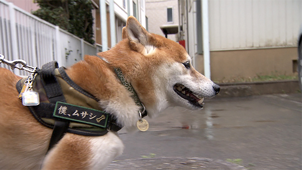 武蔵 きょうのわんこ 写真2