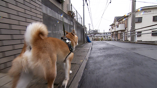 武蔵 きょうのわんこ 写真3