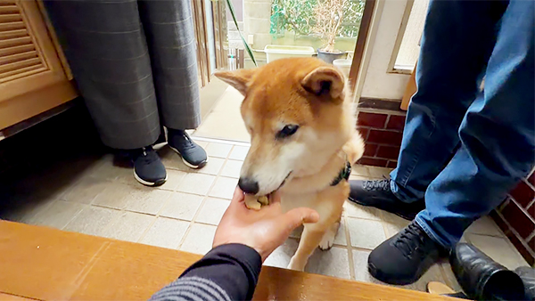 武蔵 きょうのわんこ 写真5