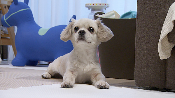 レア きょうのわんこ 写真1