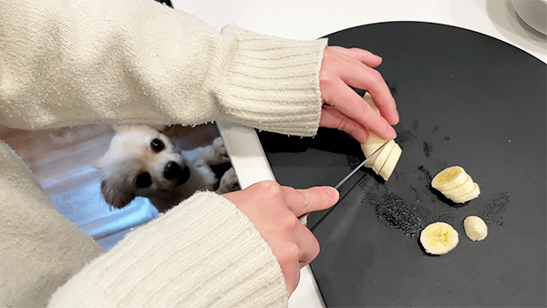 レア きょうのわんこ 写真3