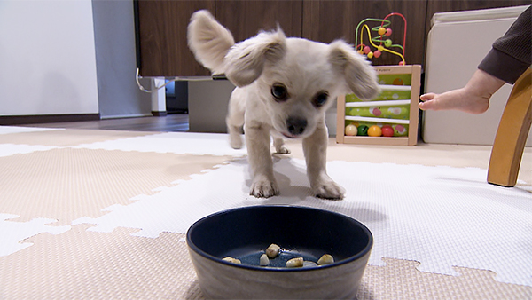 レア きょうのわんこ 写真4