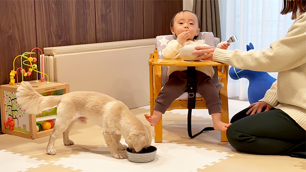 レア きょうのわんこ 写真5