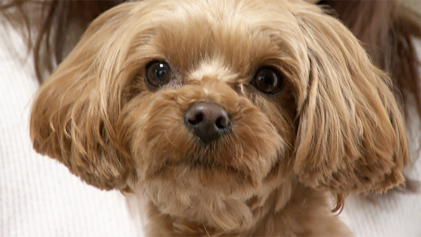 メル きょうのわんこ 写真1