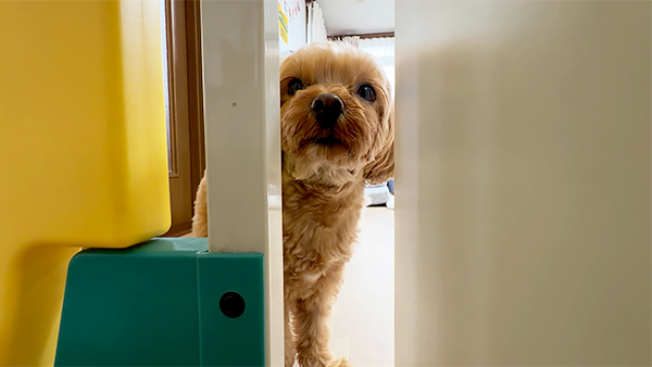 メル きょうのわんこ 写真2