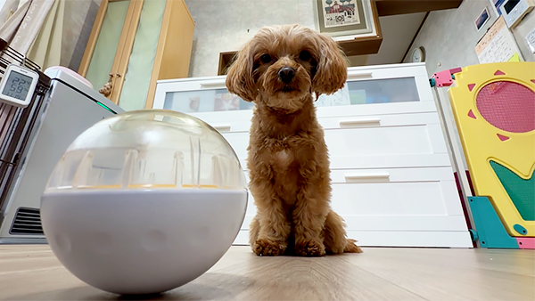 メル きょうのわんこ 写真4