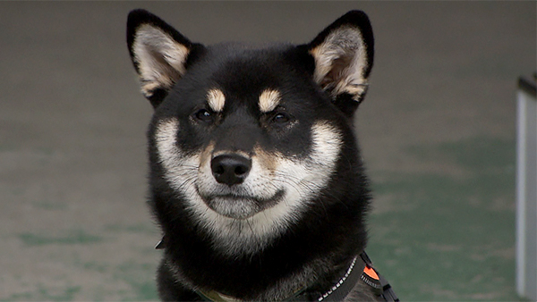 クリル きょうのわんこ 写真1