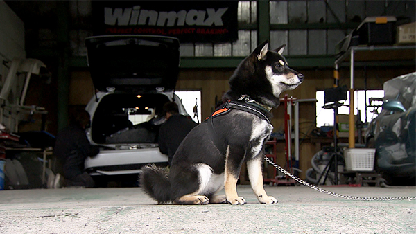 クリル きょうのわんこ 写真2