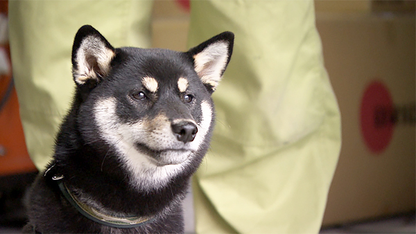 クリル きょうのわんこ 写真5