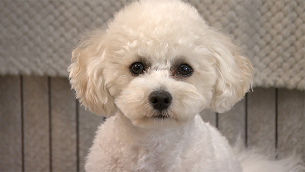 くるみ きょうのわんこ 写真1