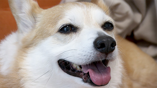 リリー きょうのわんこ 写真1