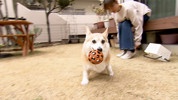 リリー きょうのわんこ 写真2