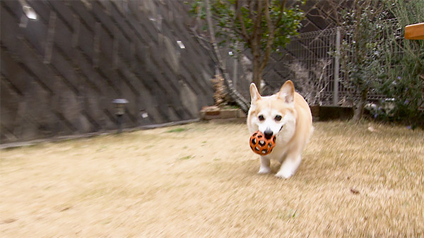 リリー きょうのわんこ 写真3