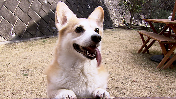 リリー きょうのわんこ 写真5