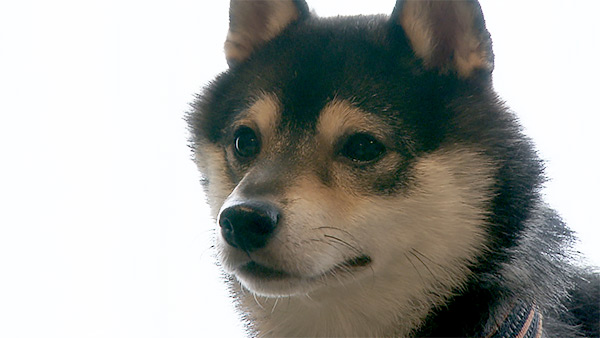 こたろう きょうのわんこ 写真1