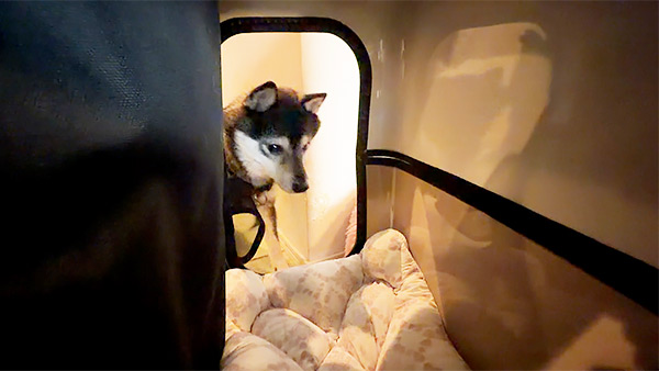 こたろう きょうのわんこ 写真3