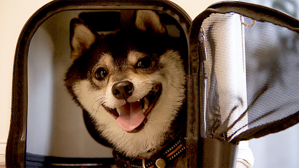 こたろう きょうのわんこ 写真5